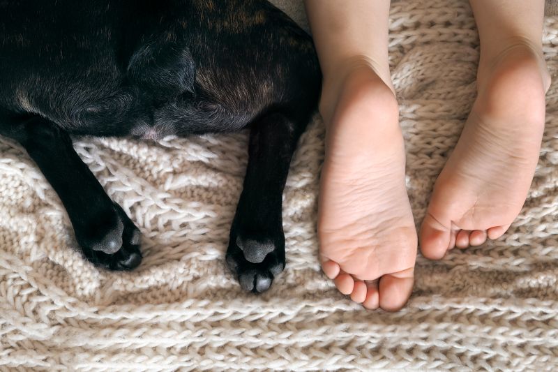 Animais de estimação e alergias